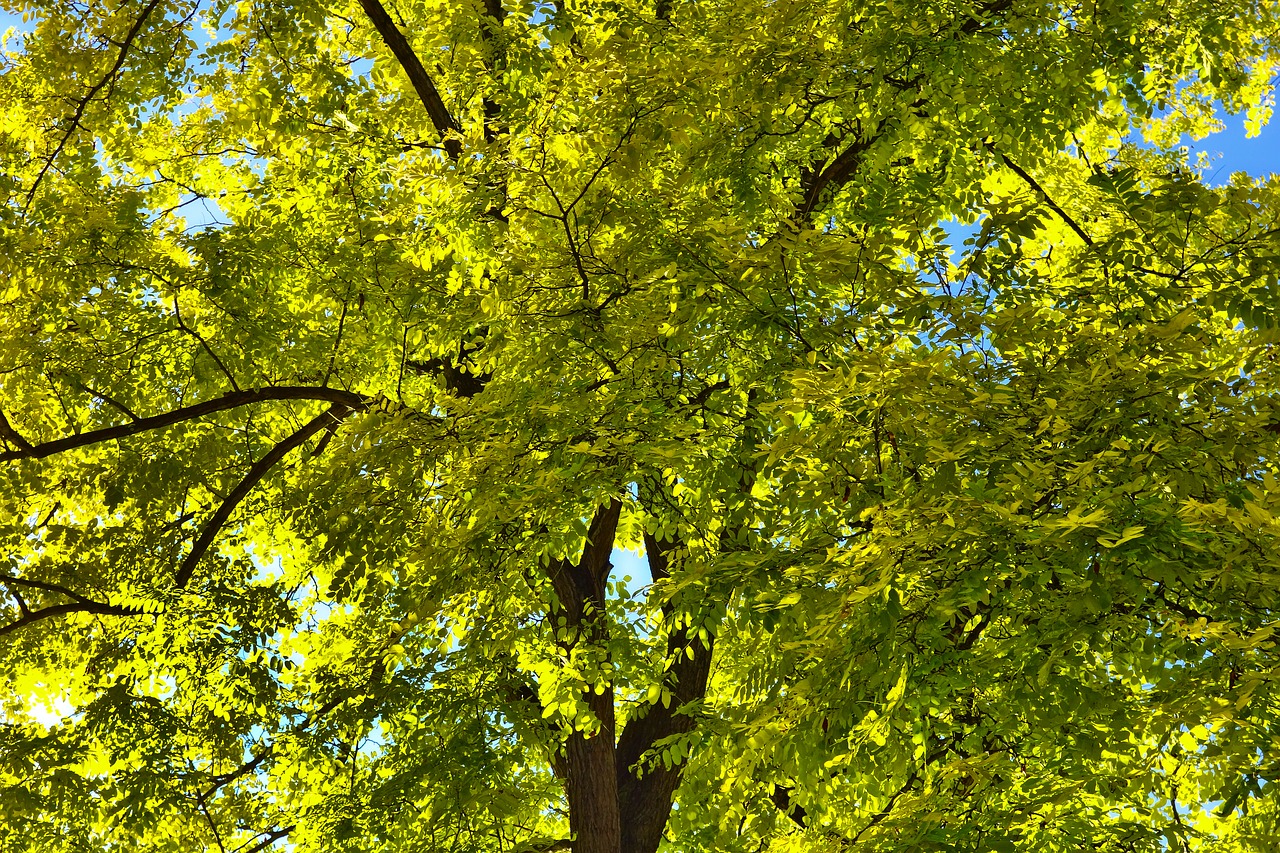 Image - tree tree top branches foliage