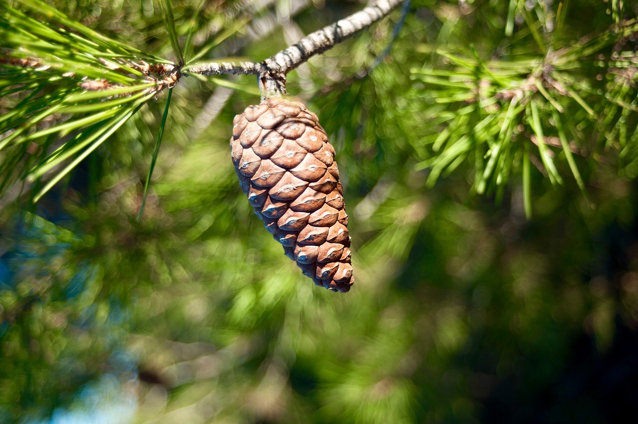 Image - pinecone conifer nature