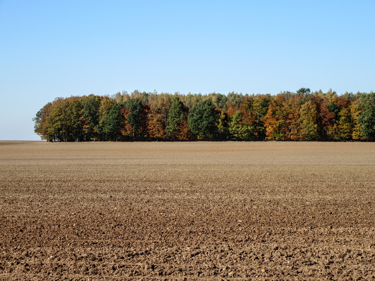 Image - forest field landscape autumn