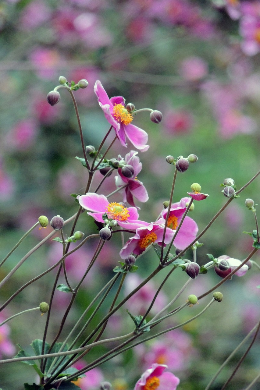 Image - anemone japonica hupehensis flower