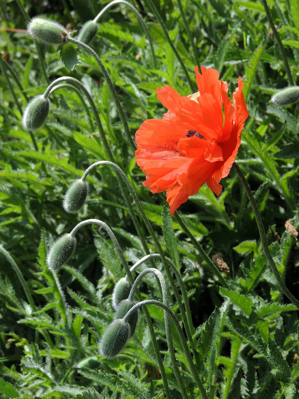 Image - poppy poppies orange wild field
