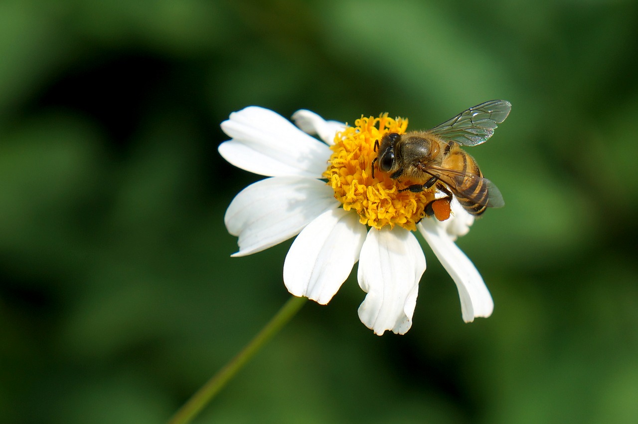 Image - natural wildflowers bee