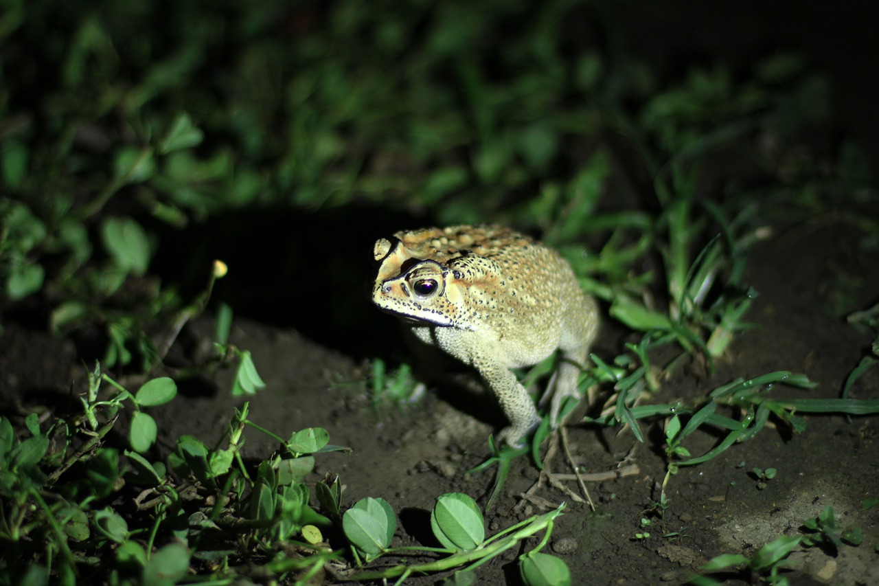 Image - frog jungle tropics rainforest