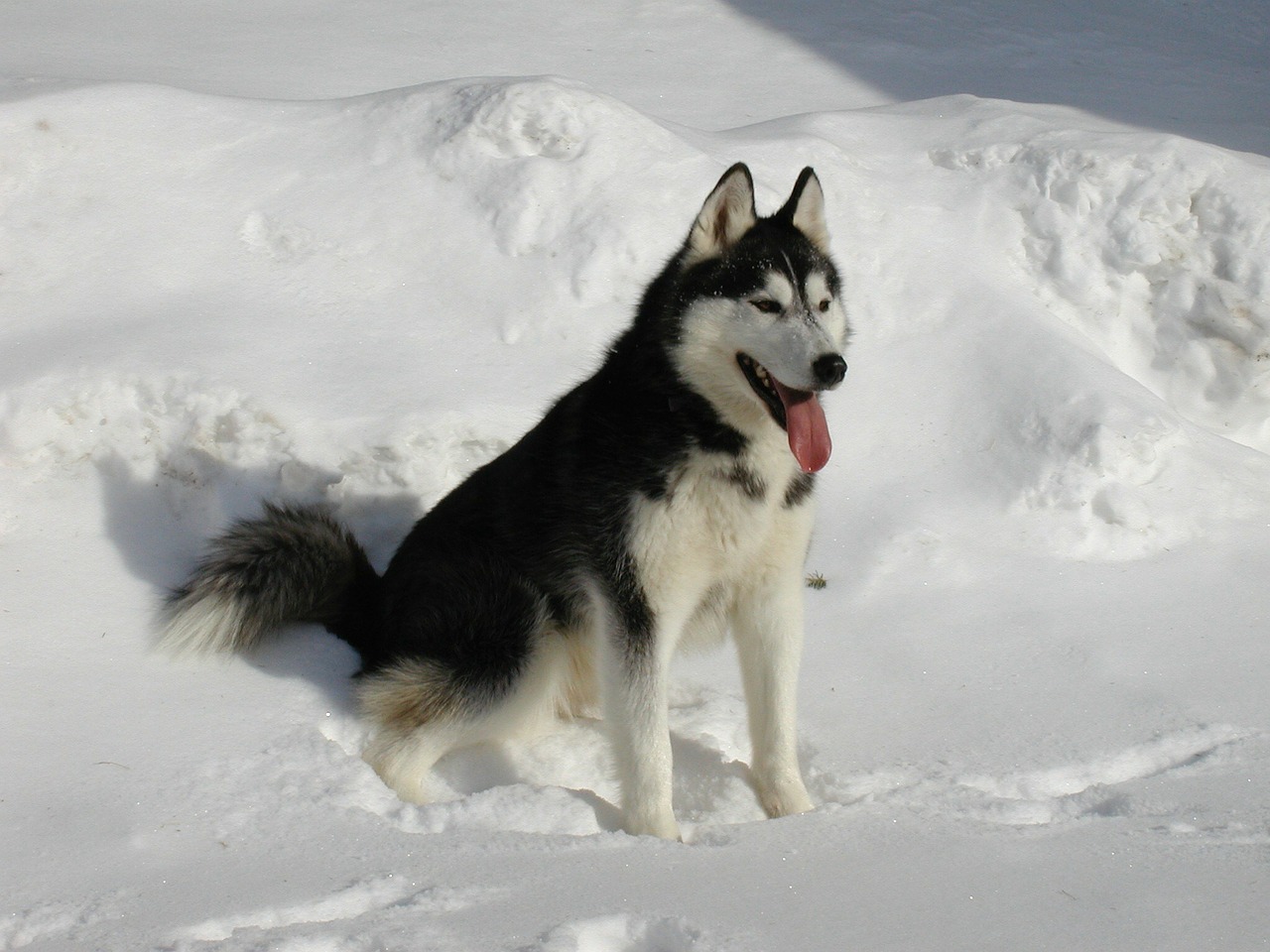 Image - siberian husky snow dog husky
