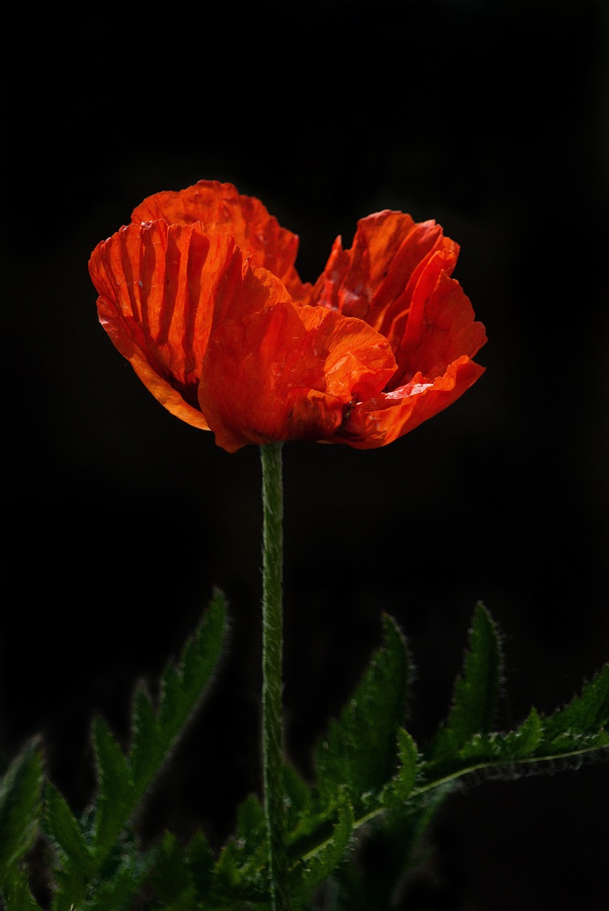 Image - poppy remembrance red day flower