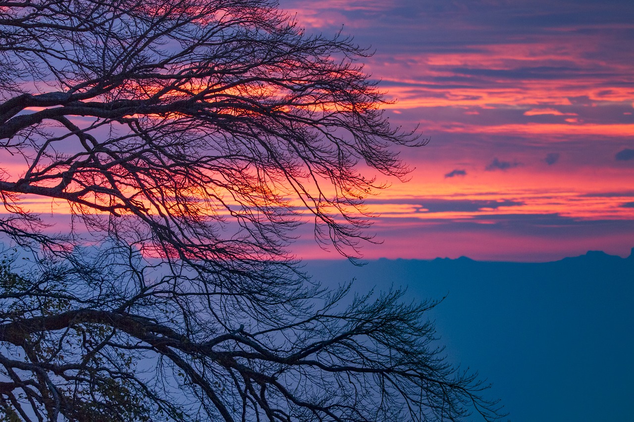 Image - morgenrot clouds tree sunrise sky