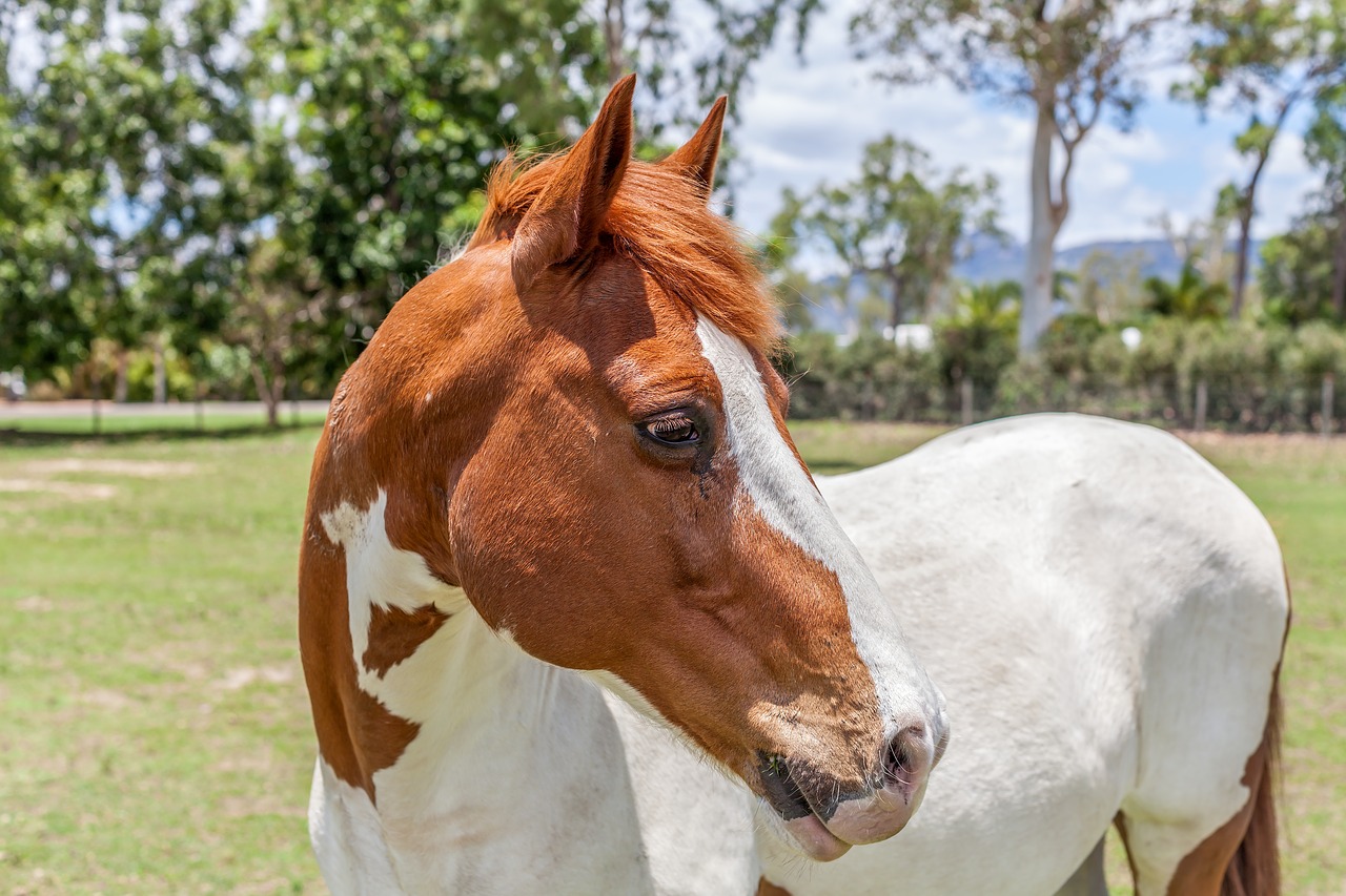 Image - horse paint horse animal farm