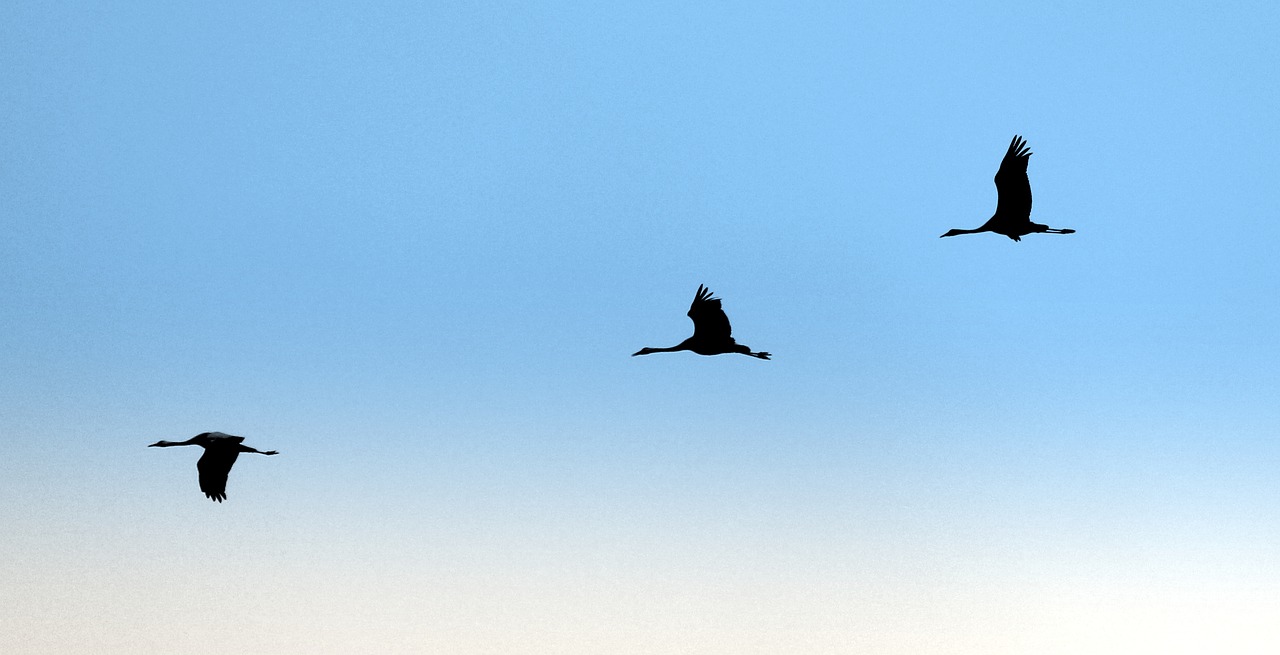 Image - geese migratory birds bird birds