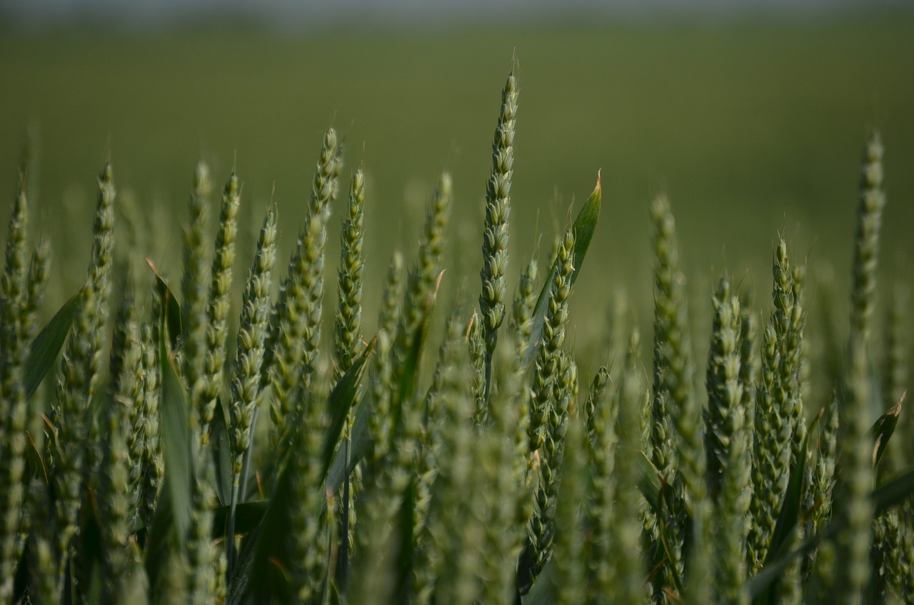 Image - field wheat grass green