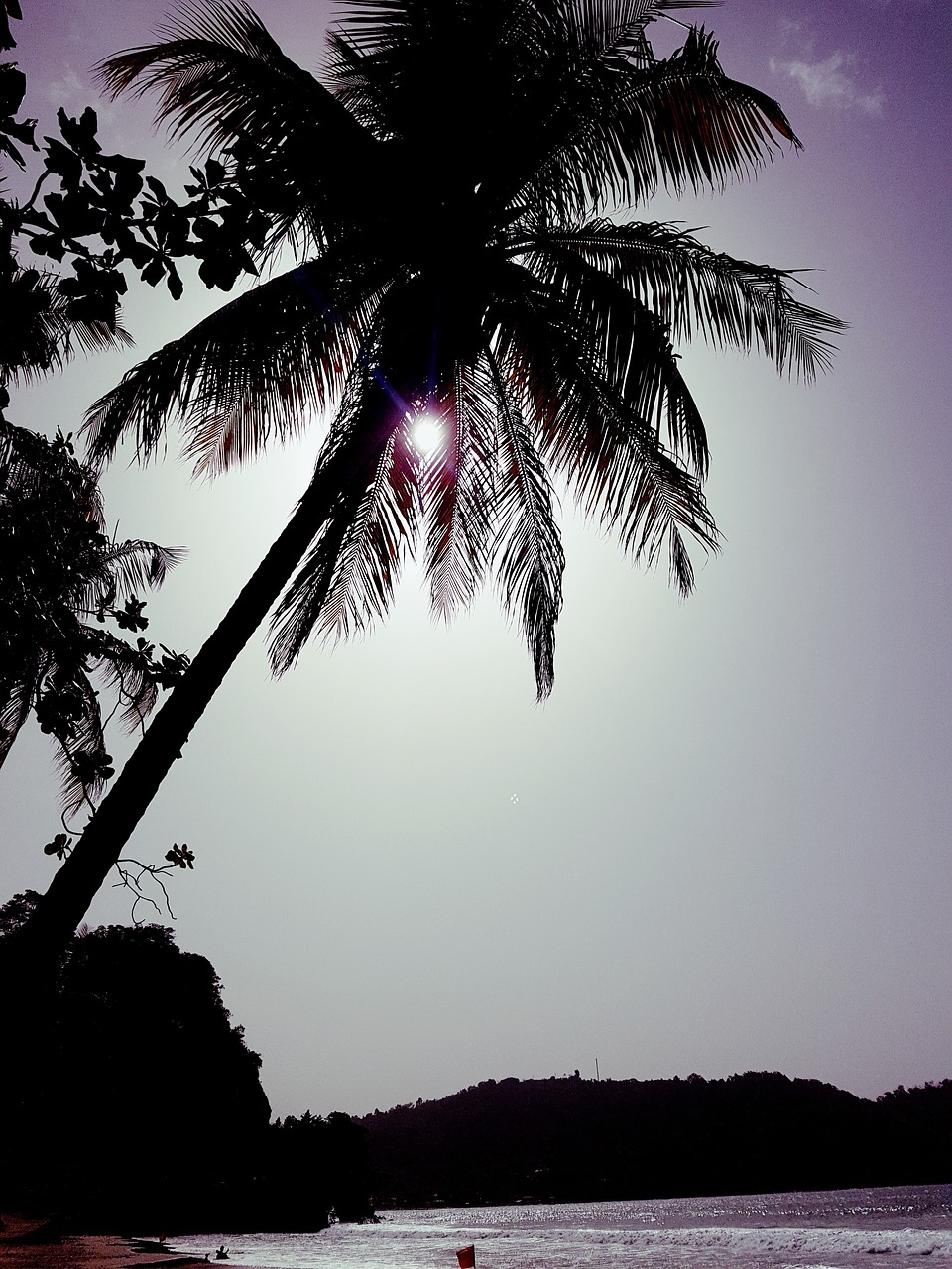 Image - beach coconut tree sun idyllic