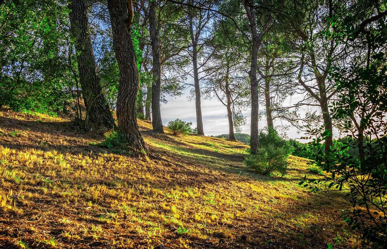 Image - forest trees shadow light idyll