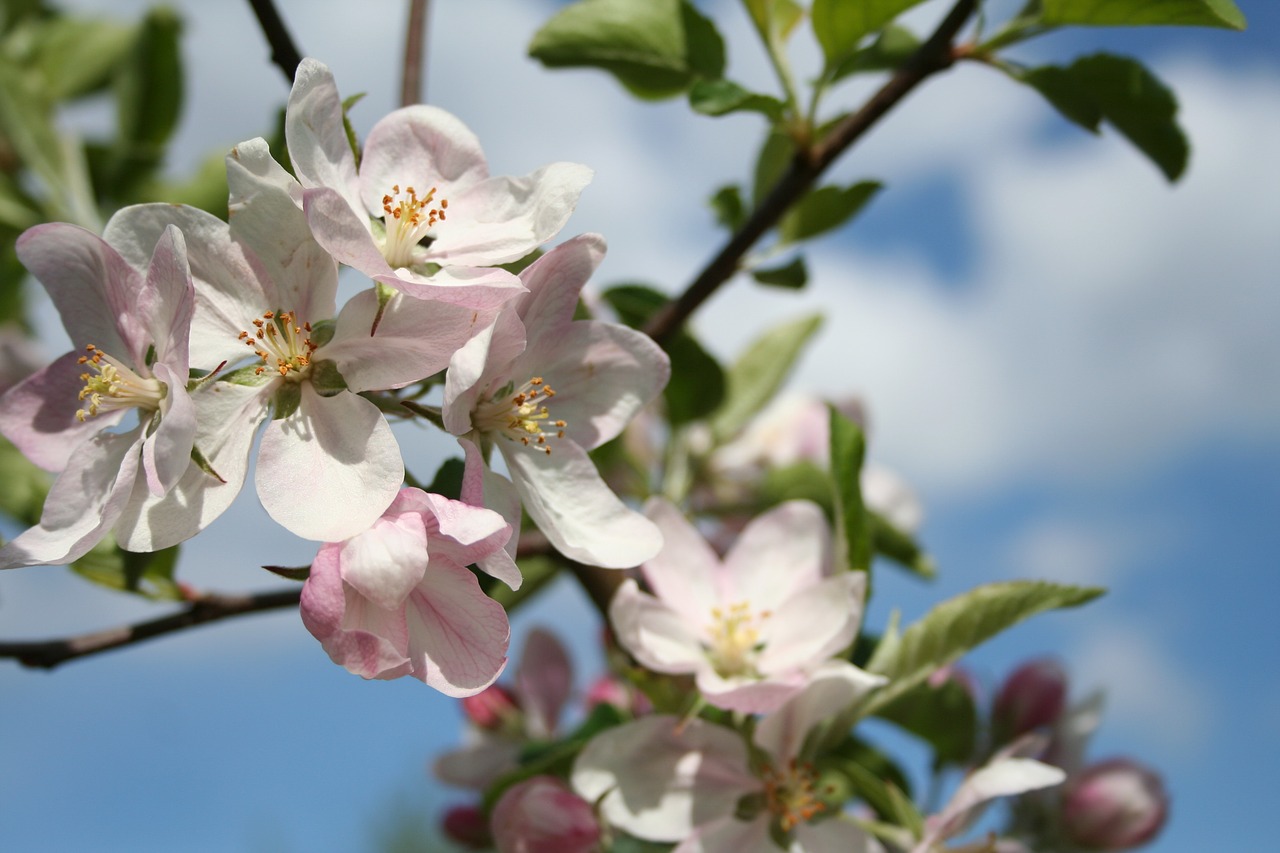 Image - flowers sprig tree the buds nature