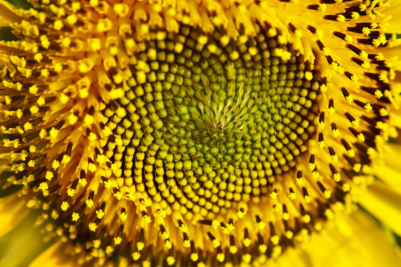 Image - sunflower flower nature yellow