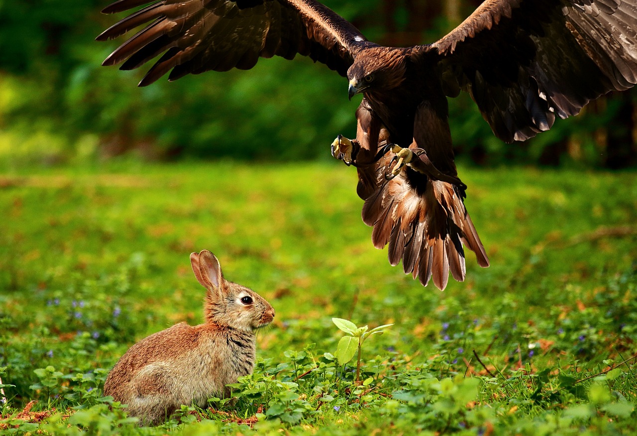 Image - adler bird of prey raptor bird