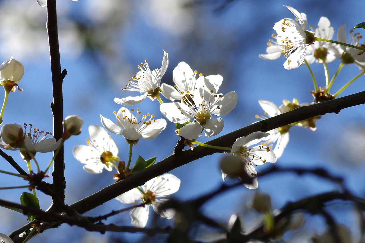 Image - flowers spring white yellow plums