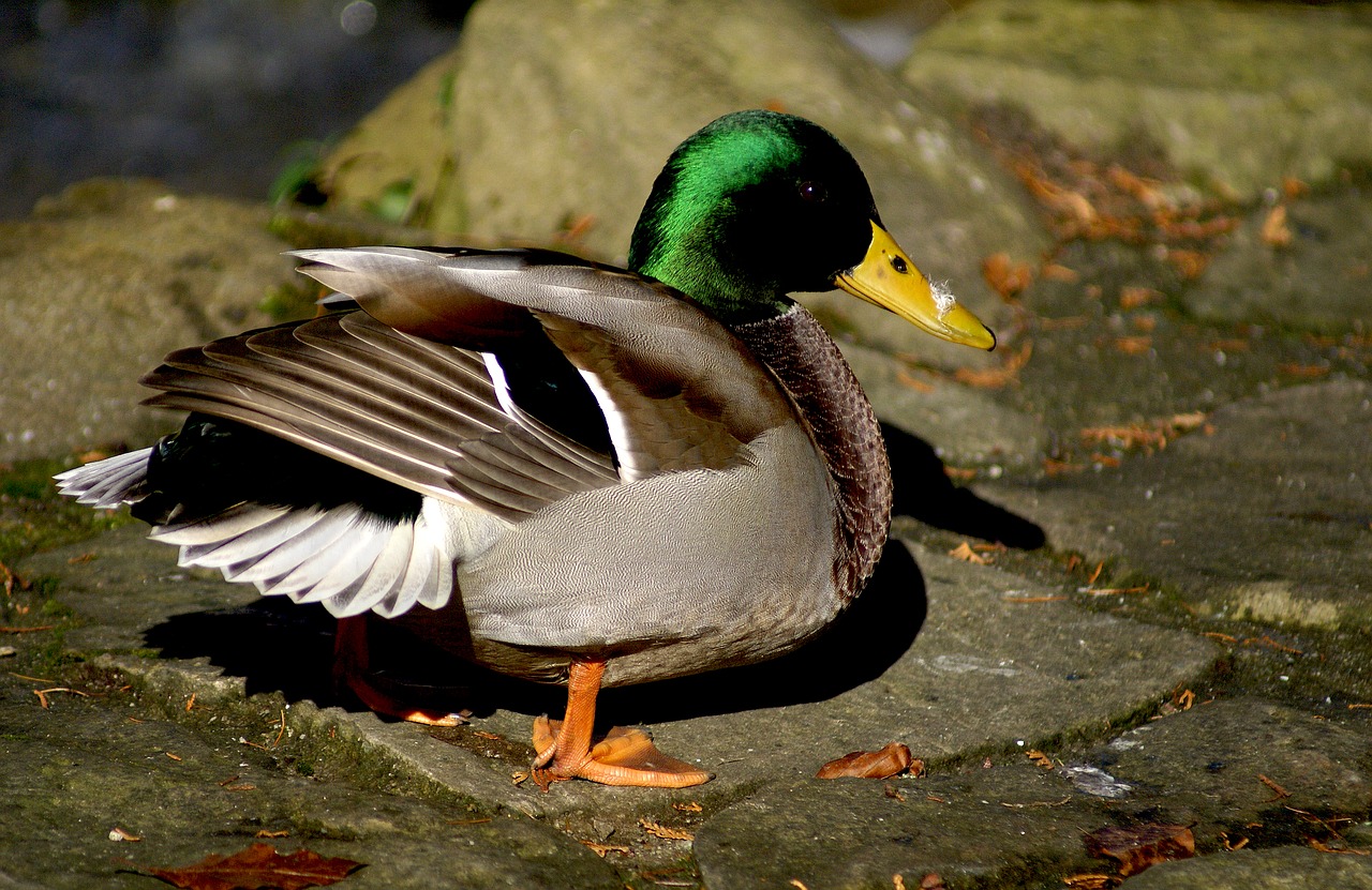 Image - duck crossword wild ducks