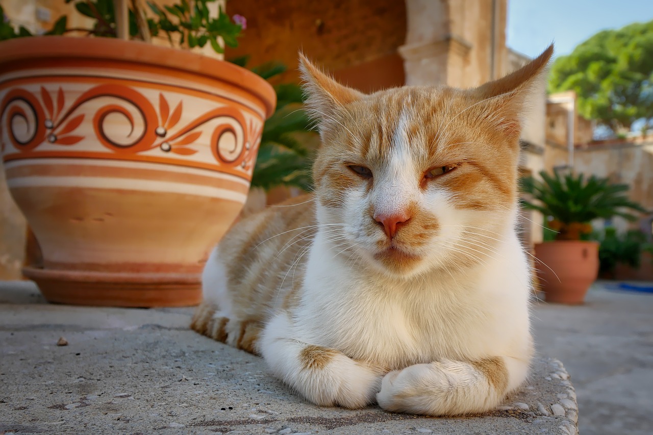 Image - cat crete monastery lazy lying