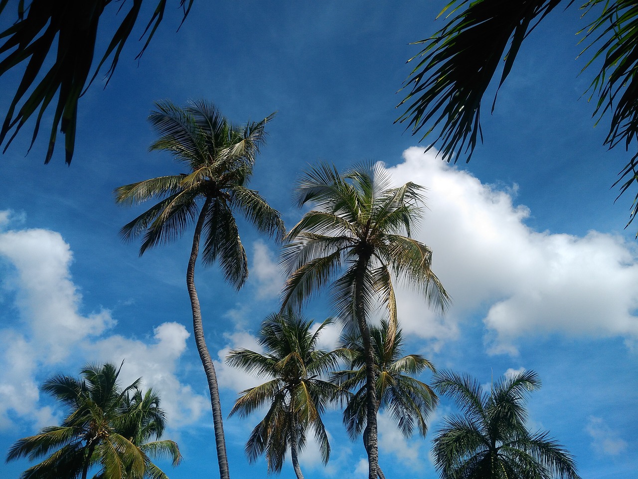 Image - trees coconut trees clouds branches