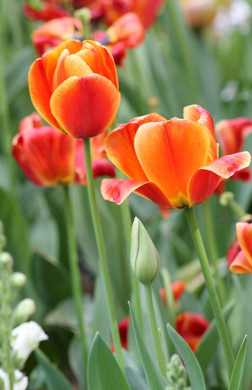 Image - pink orange flower tulip garden