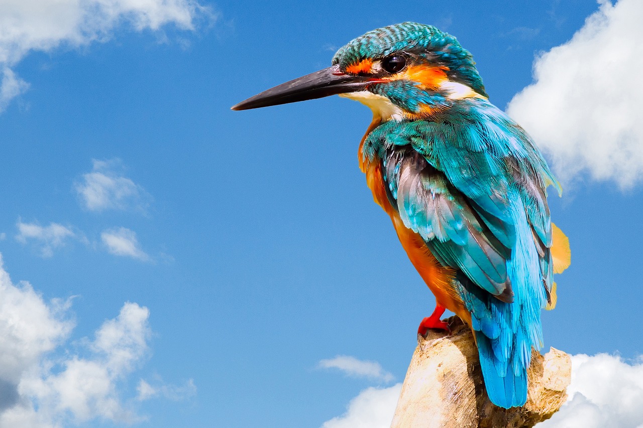 Image - kingfisher bird wildlife nature