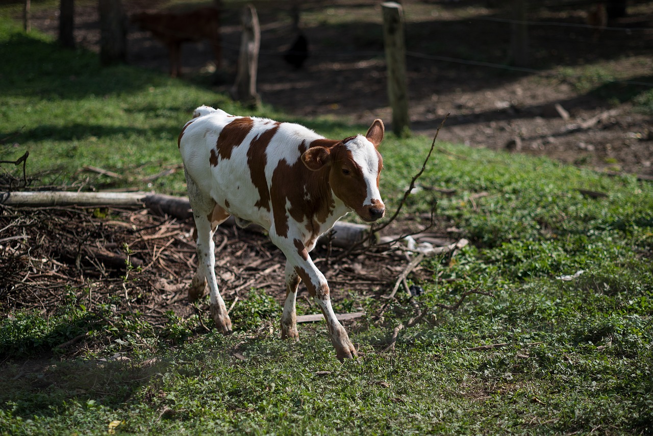 Image - beef livestock ruminant