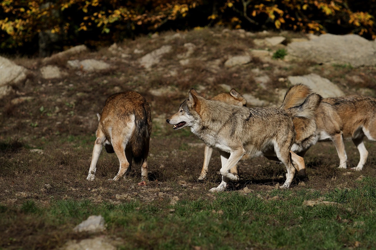 Image - wolves pack predator canada