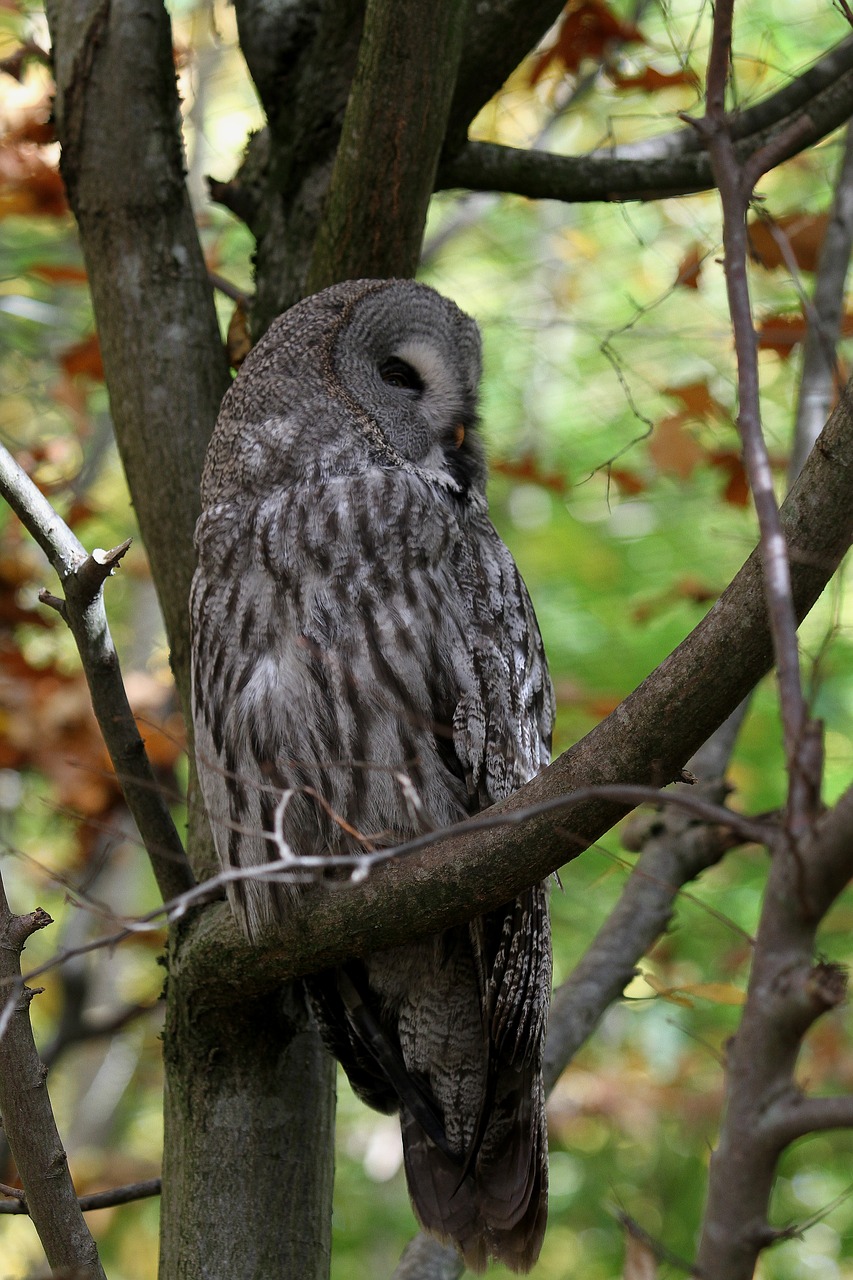 Image - owl kautz bird nocturnal feather