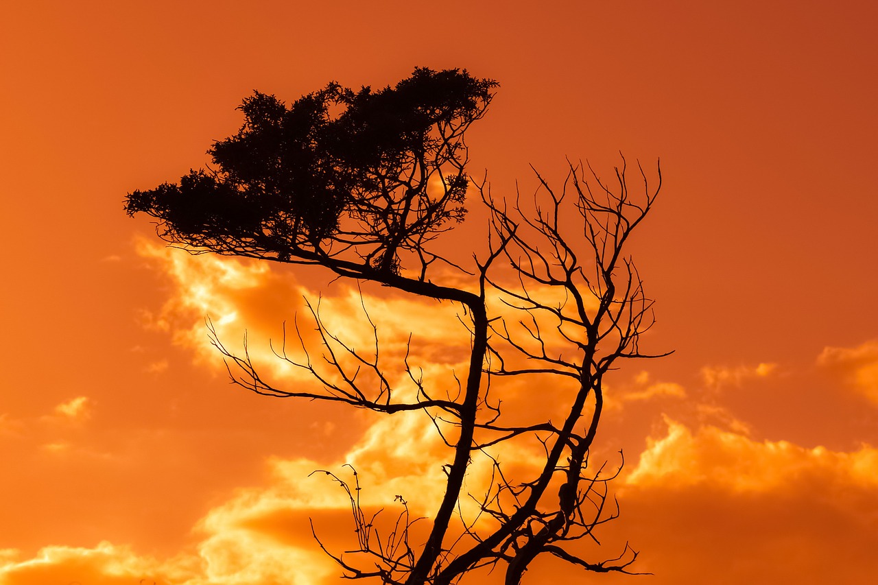 Image - tree branch sunset sky clouds