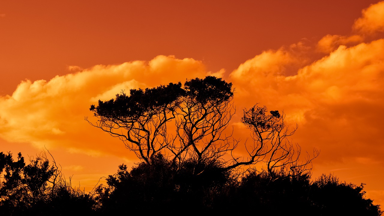 Image - trees branches sunset sky clouds
