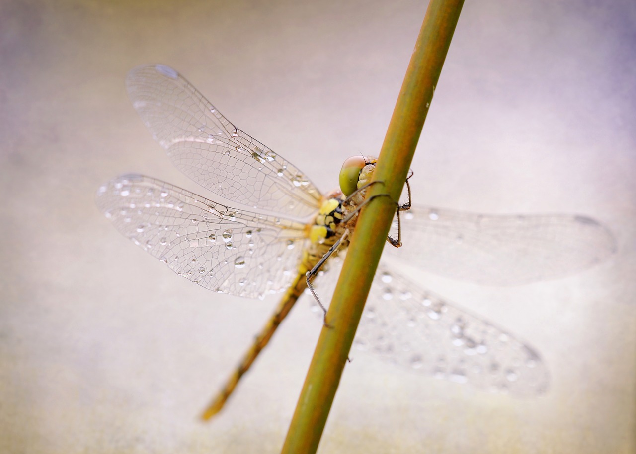 Image - dragonfly darter sympetrum insect
