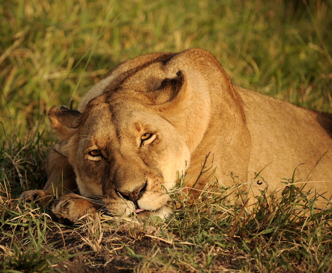 Image - cat lion lioness nature africa