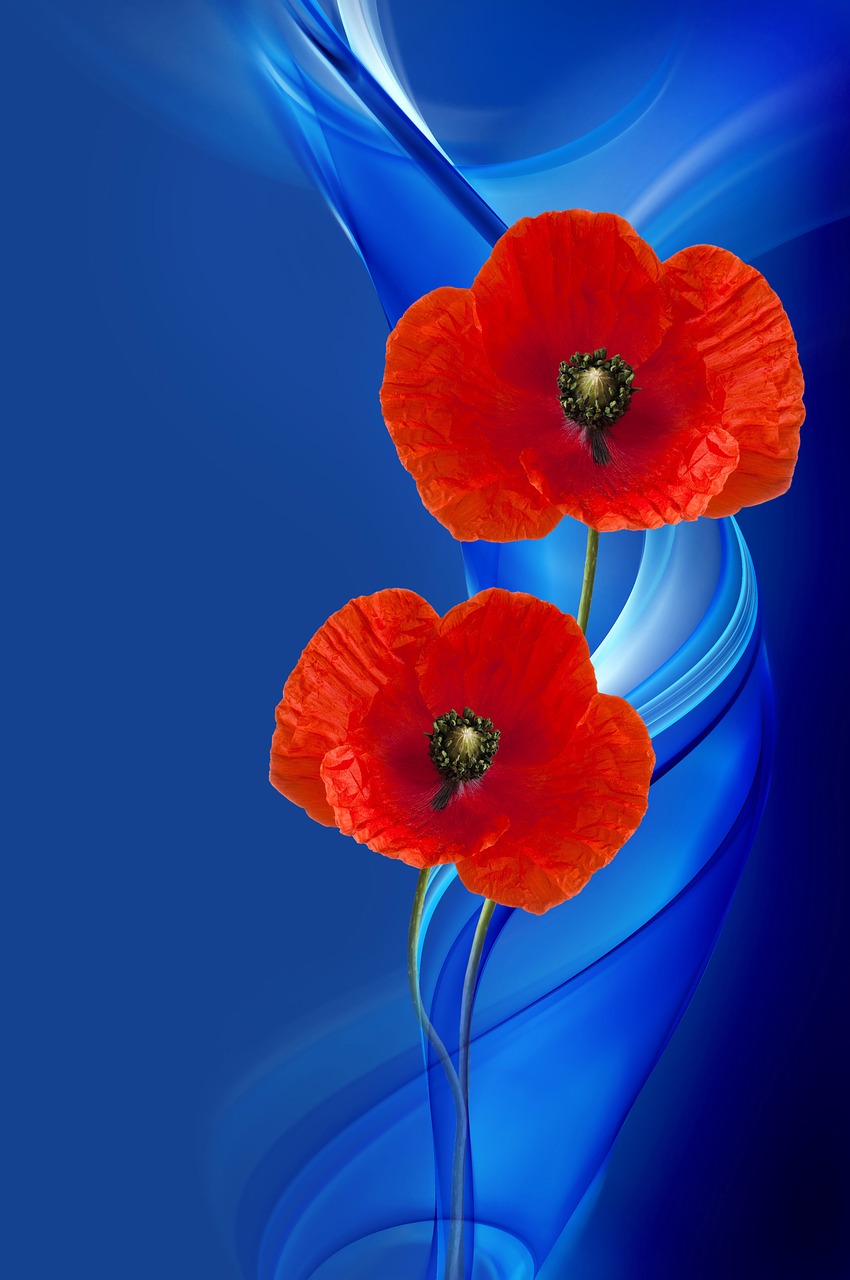 Image - poppy poppy flower composing design