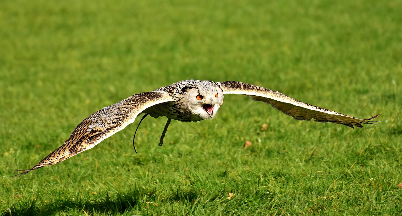 Image - owl bird feather eagle owl animals