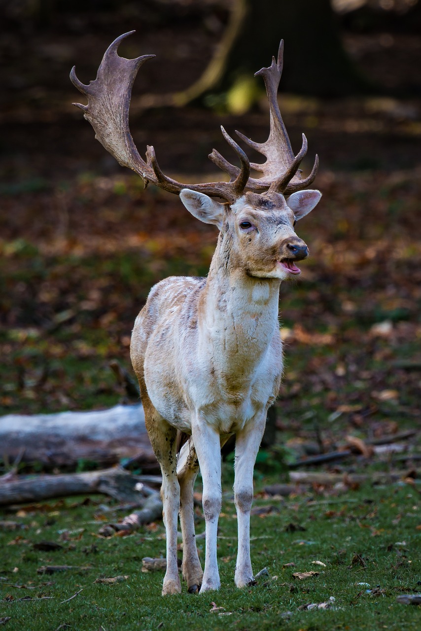 Image - nature forest animal fallow deer