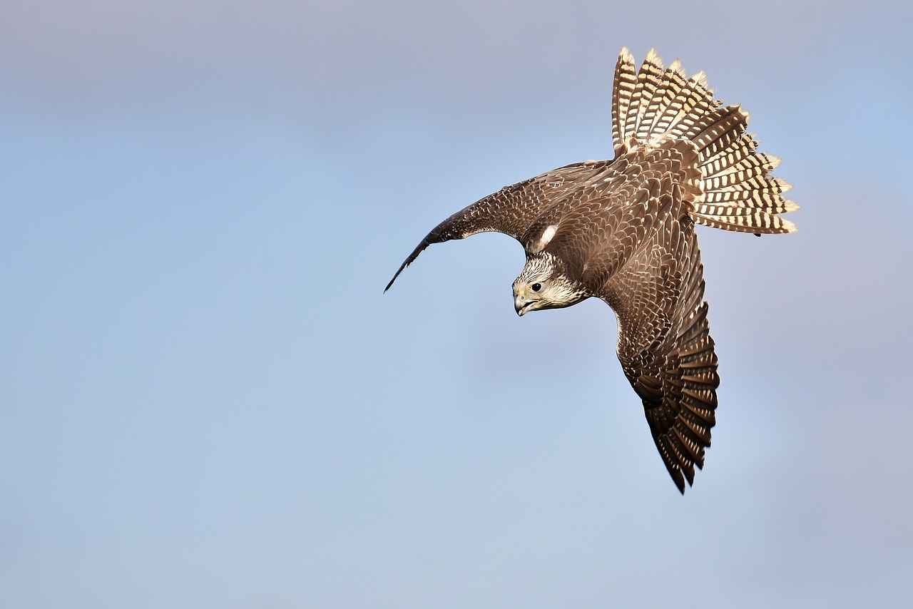 Image - falcon bird of prey