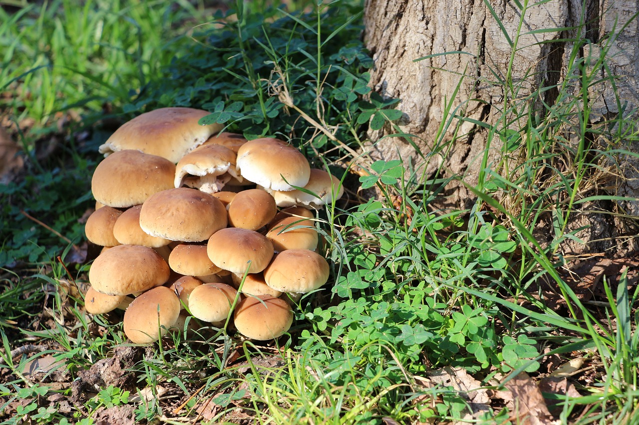 Image - mushrooms autumn nature forest