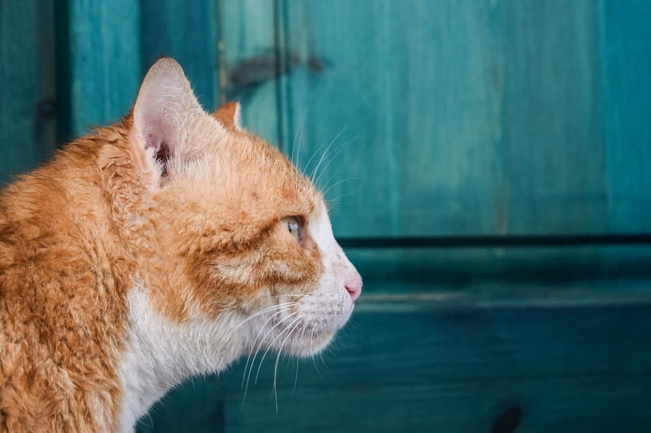 Image - cat stray red animal kitten kitty