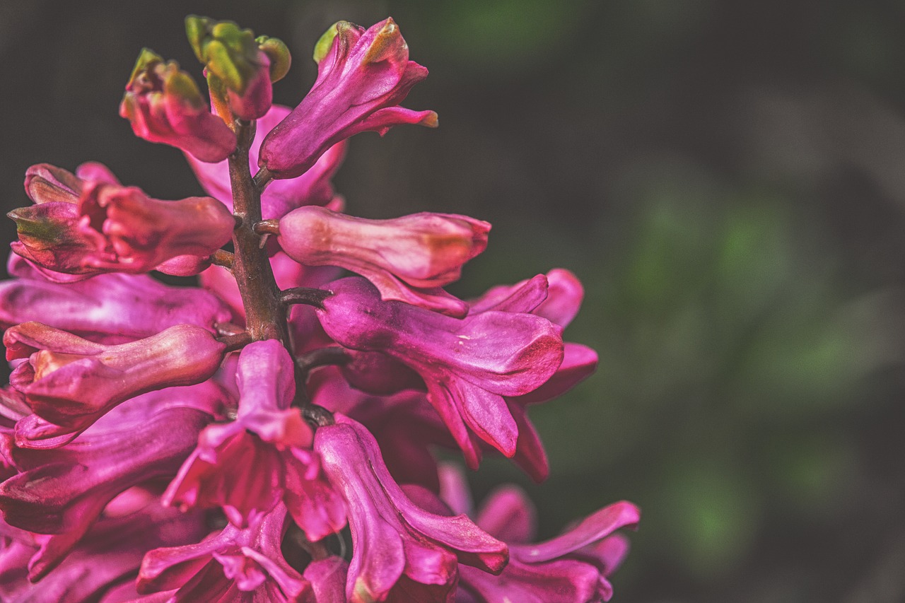 Image - flowers pink summer delicate flower