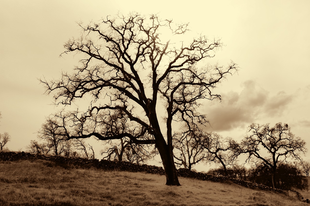 Image - tree oak oak tree sepia western