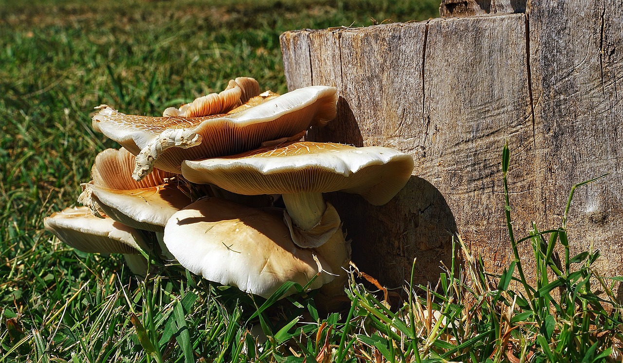 Image - mushrooms wild wood fungus tree