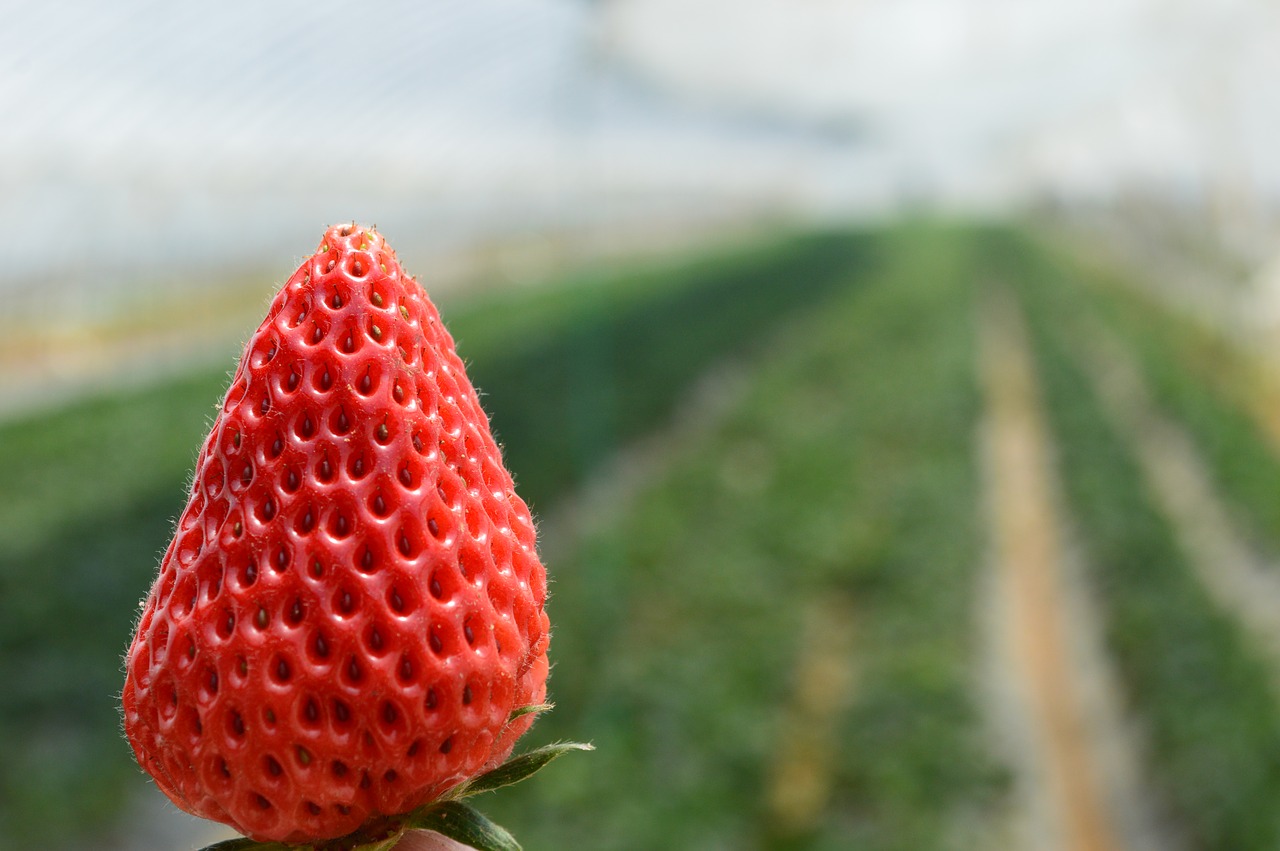 Image - strawberry fresh single berry