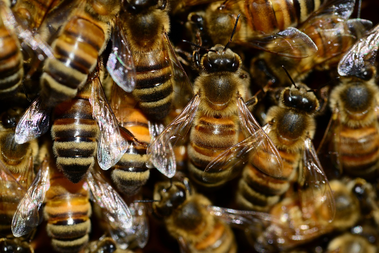 Image - honey bee buckfast insect wings