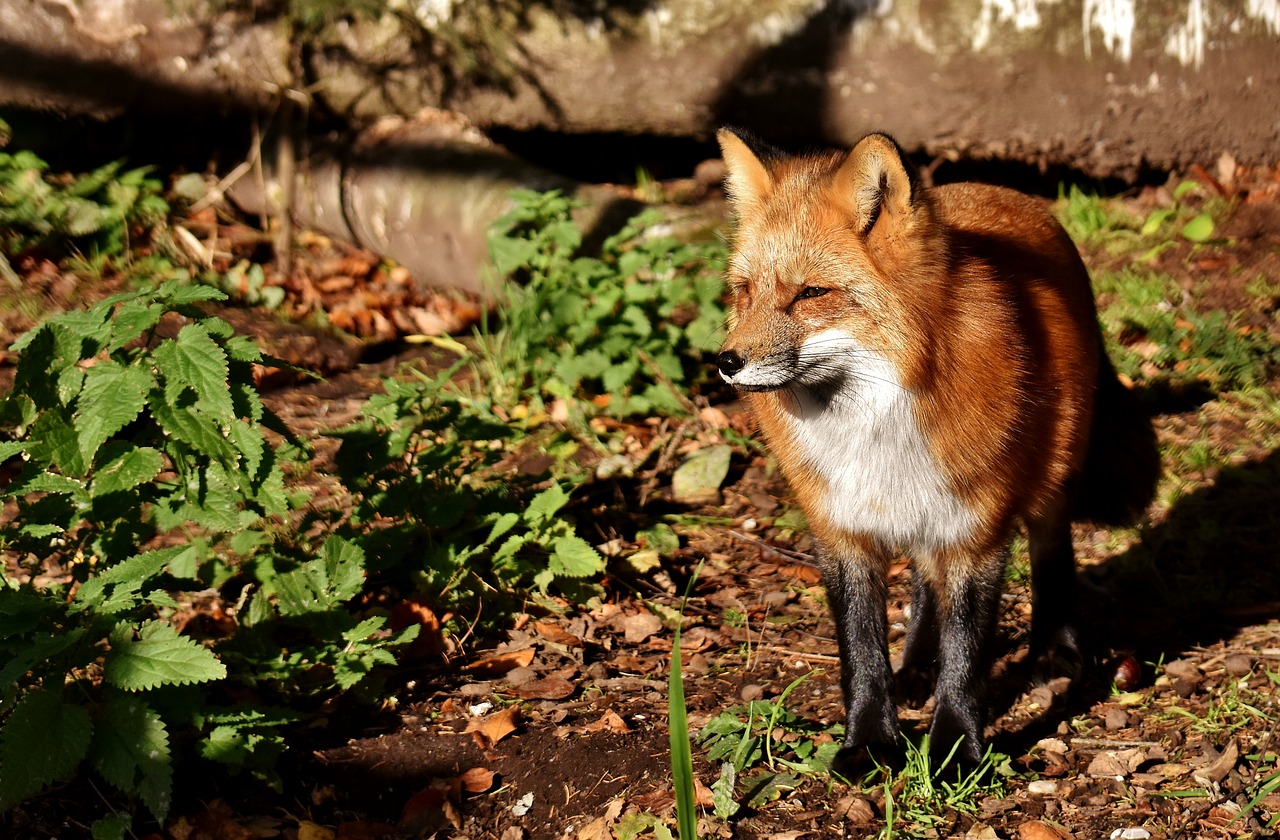 Image - fuchs animal world wild animal