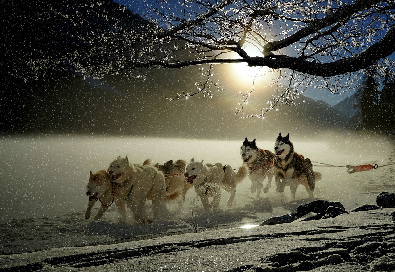 Image - dogs huskies animal dog racing