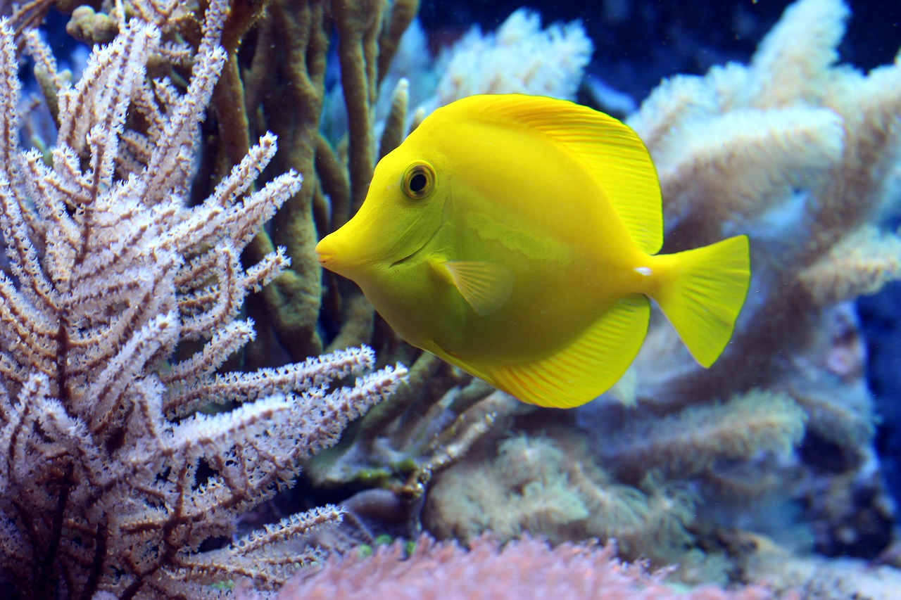 Image - fish coral surgeonfish underwater