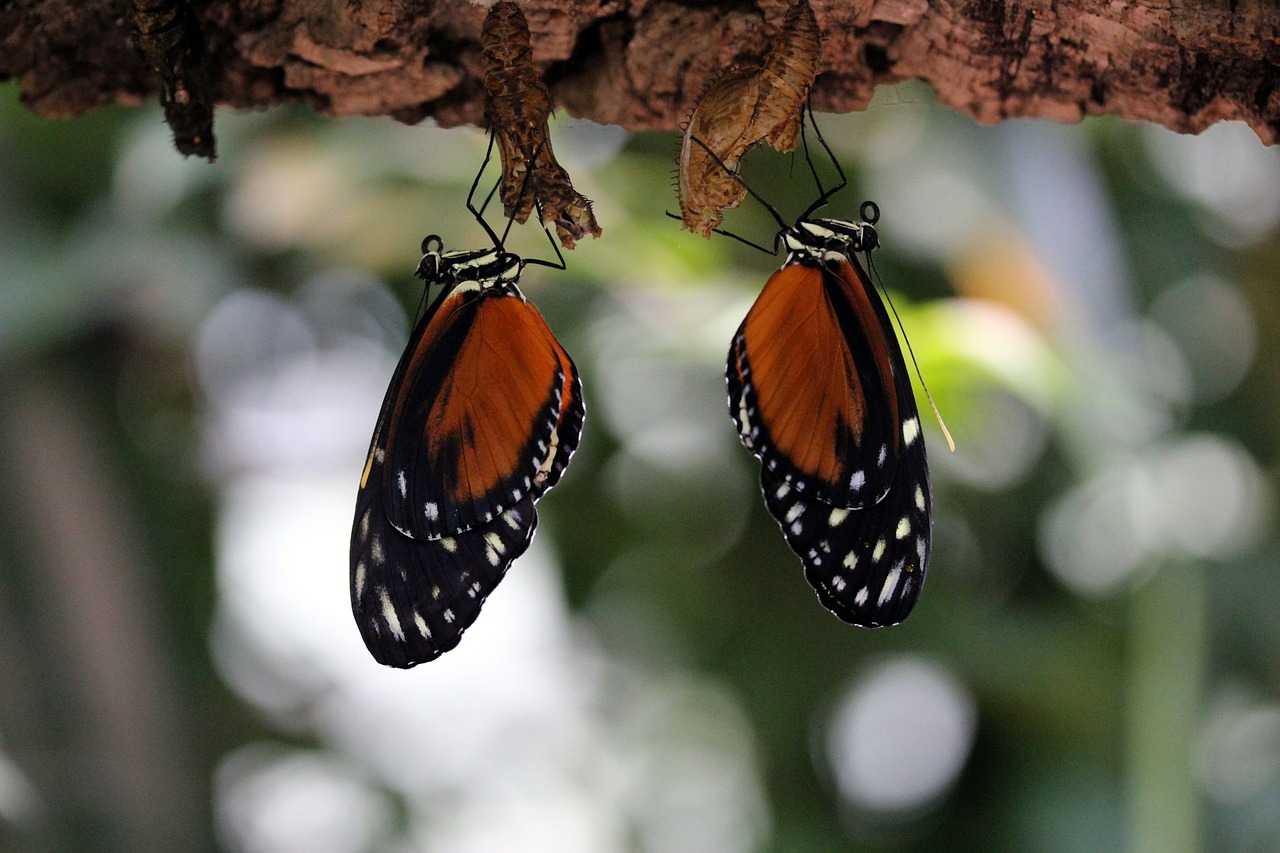 Image - butterfly orange insect close pair