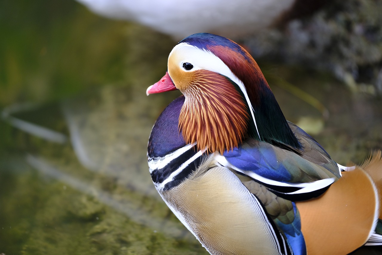 Image - duck mandarin ducks mandarin duck