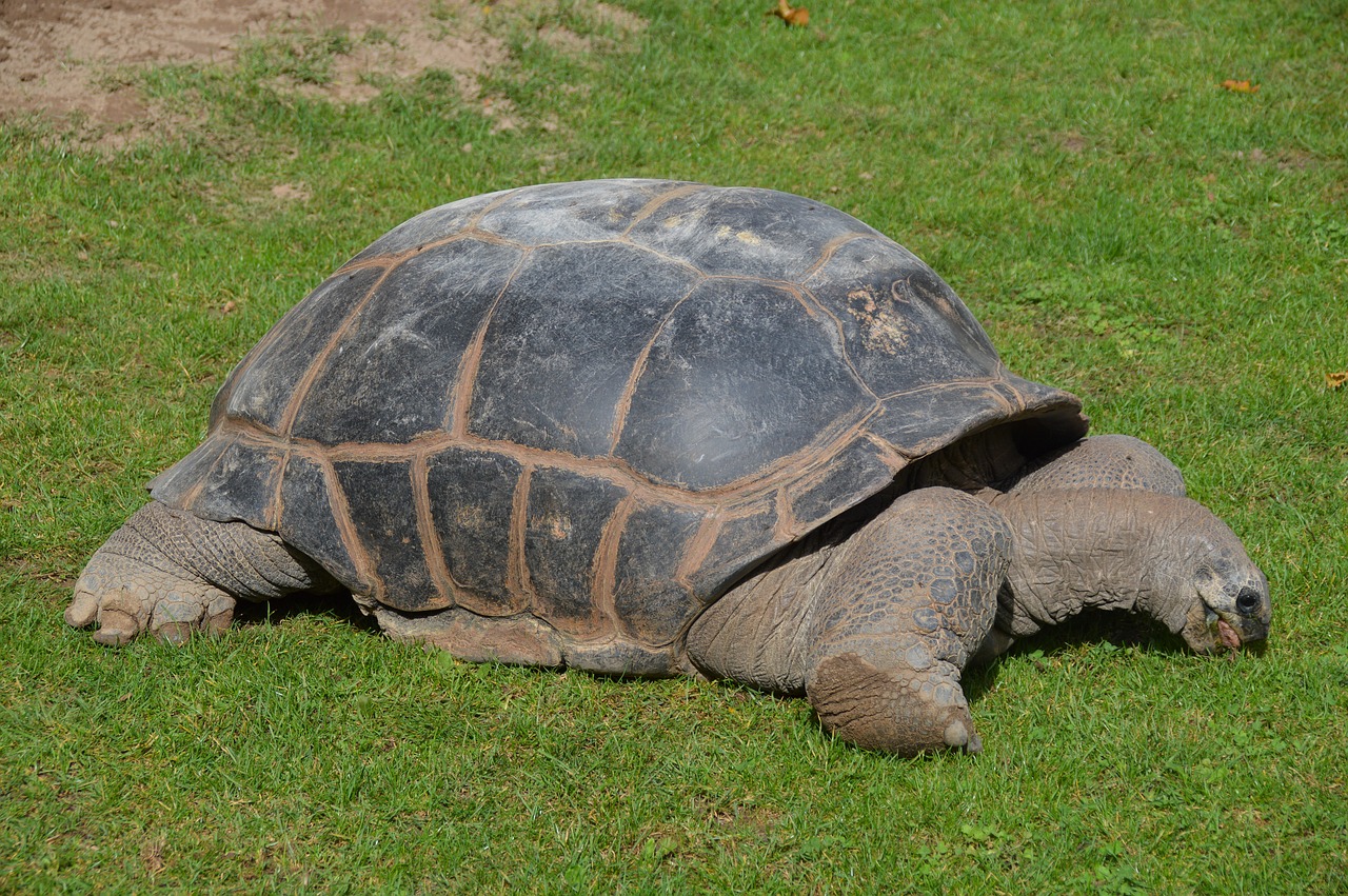 Image - turtle crawl armored animal slowly