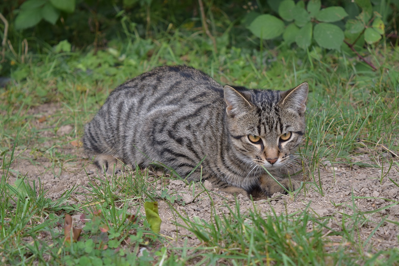 Image - cat sit mackerel animal