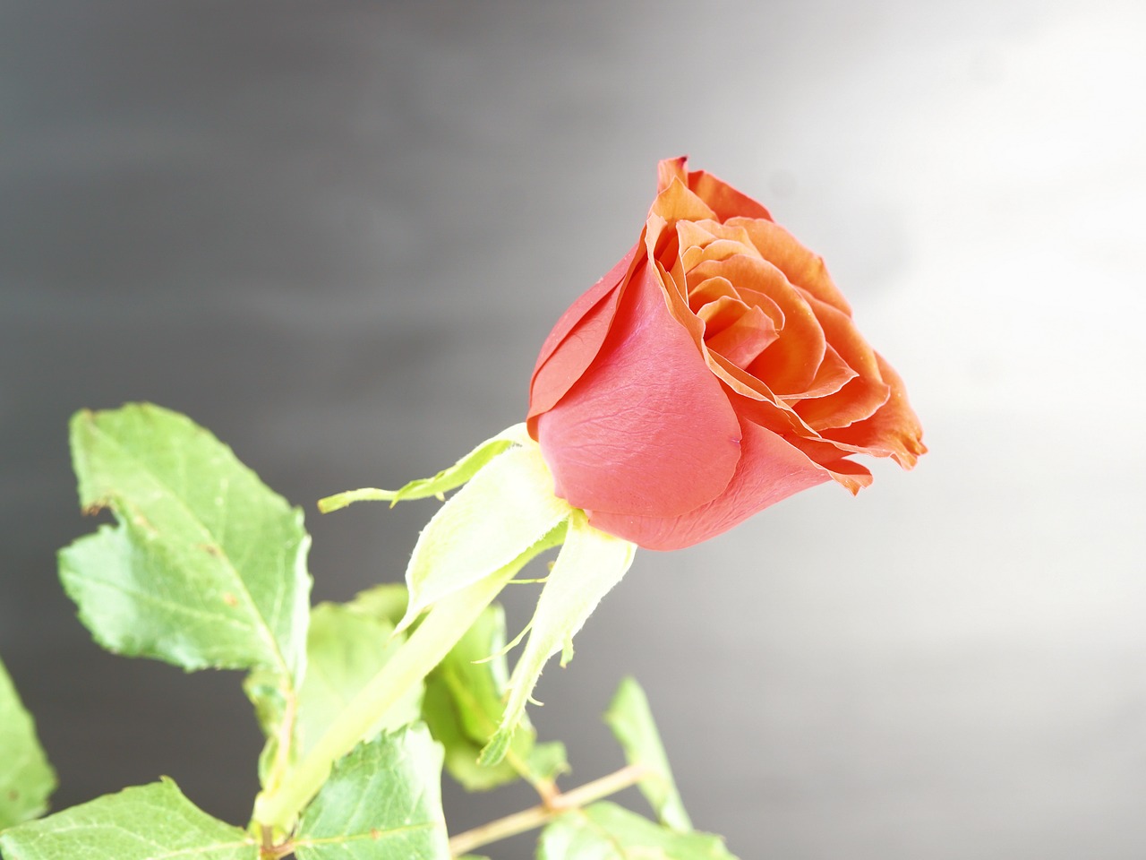 Image - rose red flower love blossom